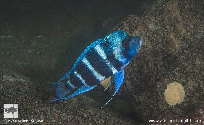 Cyphotilapia gibberosa 'Lupote Rocks'